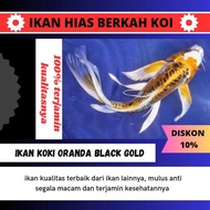 ikan koi mtalik slayer/kumpay warna kuning ikan ekor panjang