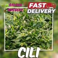 Pokok Cili Api | cili Ungu | Cili Hantu