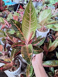 Aglonema red of Sumatra ( pos )