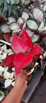 Aglaonema Fugui Red or Super Rich Red, Lush