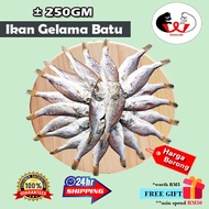 Ikan Masin Gelama Batu [± 250GM]