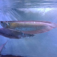 ikan arwana silver red 12-13cm
