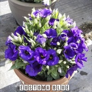 EUSTOMA BLUE SEED /High Germination