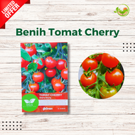 Benih Tomat Cherry/benih Tomat Mini/Tomat Cerry Benih Termurah
