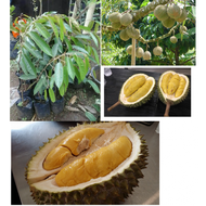 Bibit Durian Musangking, Blackthorn / Ochee Duri Hitam, Montong, Bawor, Hasil Okulasi