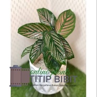 Tanaman Calathea Sisir Ornata Pink