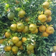 Baja Pokok Limau Nipis Purut Madu DLL 13 dalam 1 1kg [ GEMOK + BUAH ] -READY STOCK