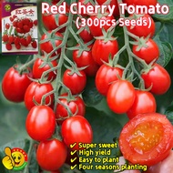 100% Original Red Cherry Tomato Seeds (300pcs Seeds) Biji Benih Tomato Ceri Dwarf Tomato Fruit Seeds