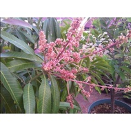 Pokok Mangga Irwin Hybrid Thai