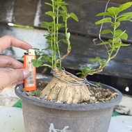 bonsai material bebuas premna 壽娘子 sancang 03