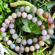 E1227F10A-B High Supply Salt Source Agate Bracelet, A 8.2mm & B About 9.2mm