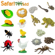 Safari Ltd Life Cycle Series Science Toys (Life Cycle Of Salmon, Spider, Chicken, Lady Bug, Frog) (Authentic)