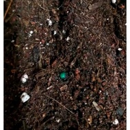 Tanah pracampuran untuk tanaman keladi Caladium +- 2 Kg
