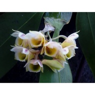 Anggrek Dendrobium Compressum Dewasa