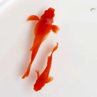 🔥HOT🔥 Albino Koi SUPER-RED 🇻🇳 Guppy Fish (PREMIUM TOP GRADE)