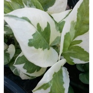 LVP -  Njoy Photos (money plant/epiprenum) cutting / Keratan sirih puteri ( money plant) jenis njoy