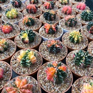 30 เมล็ด ยิมโนด่าง Gymnocalycium mihanovichii variegata เมล็ดกระบองเพชร แคคตัส