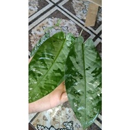 Bunga Keladi Bercorak Rare Plant