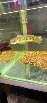 CHANNA COBRA 6’ +- (AURANTIMACULATA) YELLOW BAR