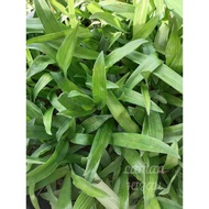 Rumput Siti Khadijah/Rumput Beijing Keratan