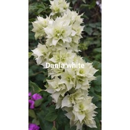 SALE!!!RARE ROOTED BOUGAINVILLEA