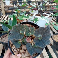 Tanaman hias begonia keong black - begonia keong hitam