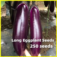 Long Purple Eggplant Seeds มะเขือยาวม่วง - อัตรางอกสูง เมล็ดพันธุ์ 250เมล็ด/ซอง Long Eggplant Seeds for Planting Eggplant Plants Seed เมล็ดพันธุ์ผัก ผักสวนครัว เมล็ดพันธุ์ผัก เมล็ดผัก เมล็ดพืช ผักสวนครัว ปลูกผัก เมล็ดบอนสี ต้นไม้มงคล บอนสีราคาถูกๆ