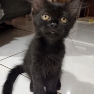 Lepas Adopsi Kucing Persia Kitten Hitam Solid 