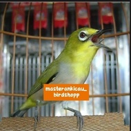 burung pleci montanus Monty jantan rajin bunyi jozz