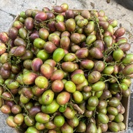 Buah MATOA | MATOA buah langka | buah matoa manis | matoa dibandung