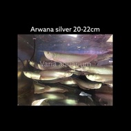 Fs- Ikan Hias Arwana Silver 20-22Cm - Arwana Silver 20 Hingga 22 Cm