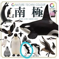 04. 跳岩企鵝 Rockhopper Penguin 奇譚俱樂部 南極 扭蛋 海洋生物