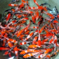 READY || BIBIT IKAN KOI 60 EKOR BERKUALITAS BLITAR