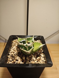 大白鲨 龍舌蘭 植物 嚴龍 Agave Plant 塊根 多肉