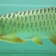 ikan Arwana golden Xb