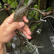 varanus doreanus