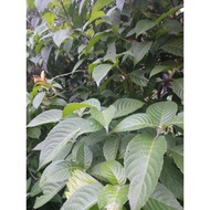 DAUN KETUM AYAM SEKILO