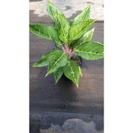 Sindo - Aglaonema Green Frozen By Idamulya Florist Live Plant T8LQXI5FIN
