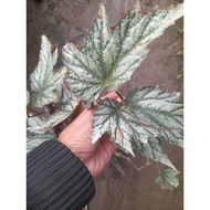 Sindo - Begonia Sp Live Plant VQ6TC0IYKH
