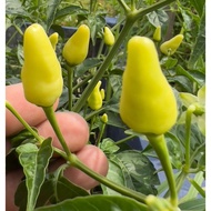 5 Pcs Benih Biji Cili Padi Putih White Bird’s Eye Chili  Ready Stock Sarawak