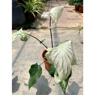 Indoor plant - Caladium thai beauty white