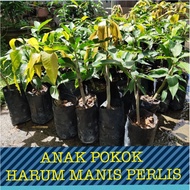 ANAK BENIH POKOK MANGGA HARUM MANIS PERLIS (ORIGINAL)