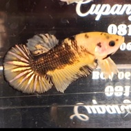 ikan cupang Yellow Koi Cooper Gold Male