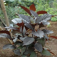 UNGU Purple Leaf Seeds Handeuleum Herbal Plants Natural Hemorrhoid Medicine203 ready ak
