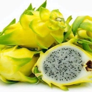 Anak pokok buah naga kuning