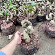 Bonsai embryo tree