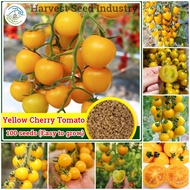 [Fast Germination] Hybrid Yellow Cherry Tomato Seed Bonsai Fruit Tree Seeds Dwarf Fruits Plants Pott