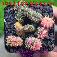 Cactus sowing seeds with pink worms in pots of 5 plants, size 2.4 cm to 4.2 cm, imported from Thaila