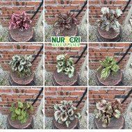 🔥INDOOR🔥 BEGONIA REX / Pokok Asam Batu / Painted Leaf  Begonia / Begonia Rex Cultorum / 150mm pots /