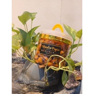 WONDER Popia Sira, Nestum, Cheese crunchy